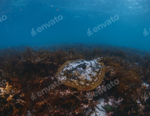 Preview: golden stingray in the algae
