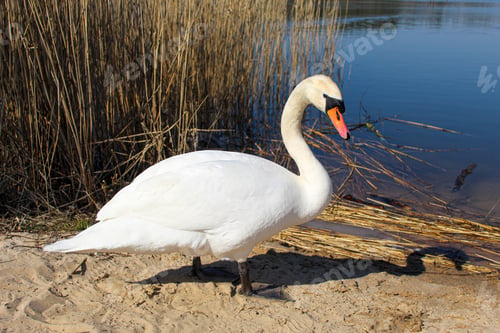 Preview: White swan