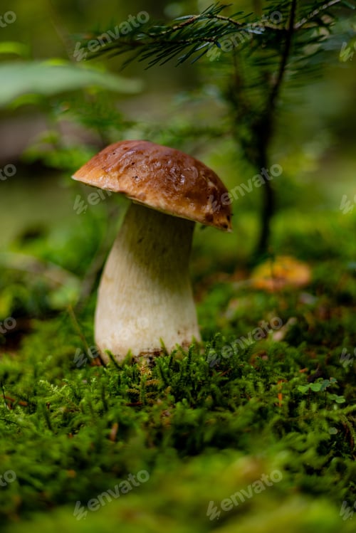 Preview: Close-up of a Bolete mushroom growing in a lush green forest, surrounded by moss and foliage.