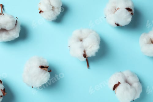 Preview: Cotton plant flowers on blue background, close up