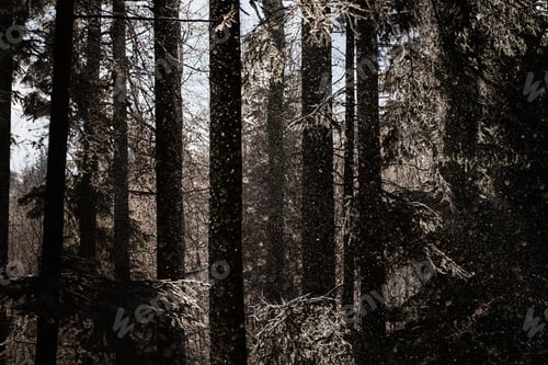 Preview: Snowflakes in the forest