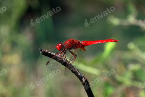 Preview: Dragonfly
