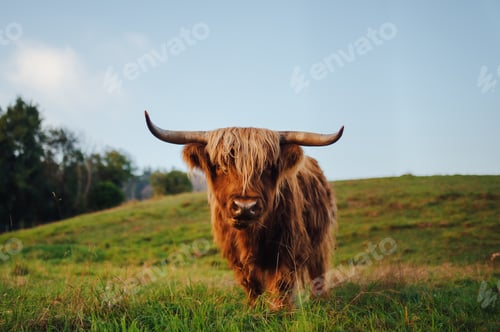 Preview: Scottish highland cow