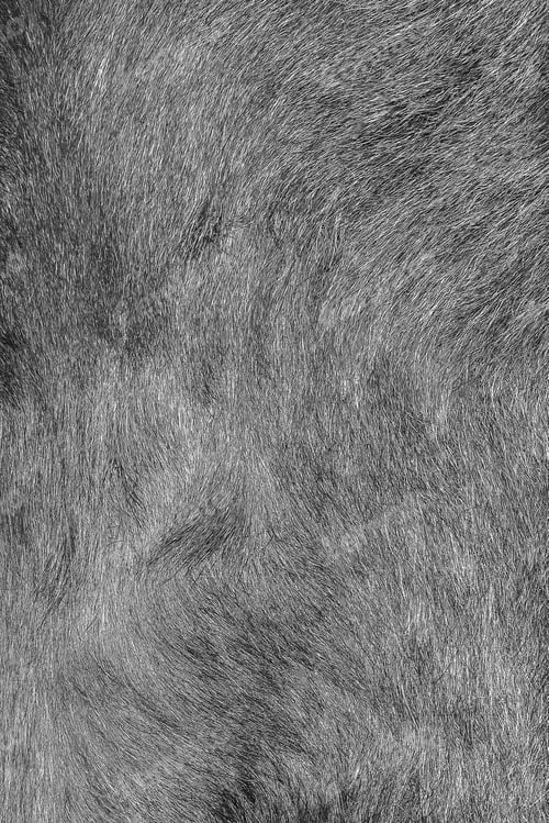 Preview: gray boar fur with visible texture