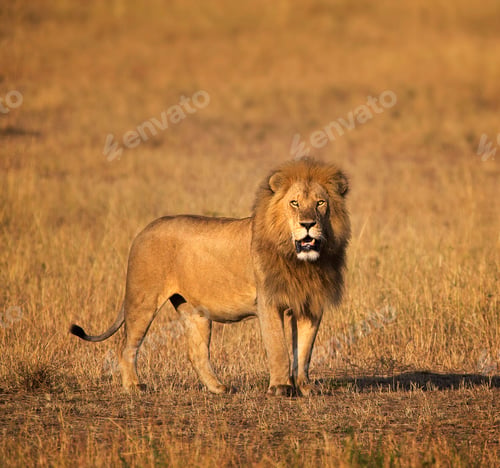 Preview: A Beautiful and Breathtaking wildlife in the World
