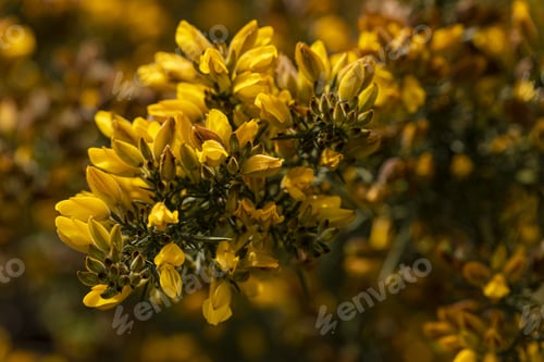 Preview: Closeup shot of Gorse European flowers