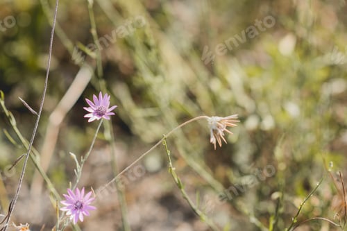 Preview: Close-up of Purple Wildflowers in a Meadow