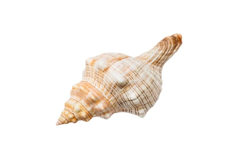Preview: Sea shell isolated on white background. Close up seashell top view
