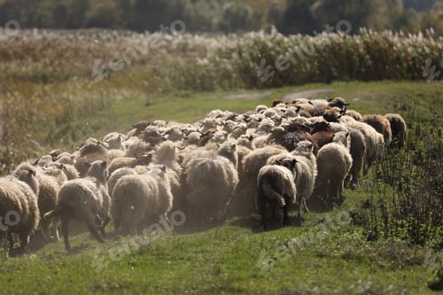 Preview: a flock of sheep grazing on green grass in the field