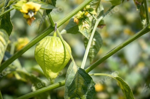 Preview: Tomatillo young organic plant (Physalis philadelphica) in an outdoor garden green background