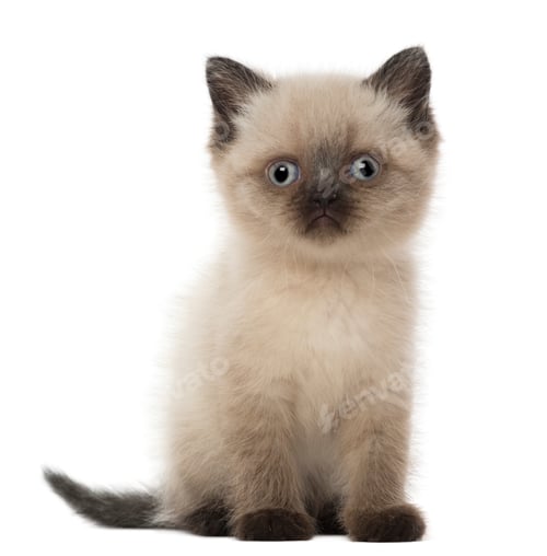 Preview: Portrait of British Shorthair Kitten, 5 weeks old, against white background