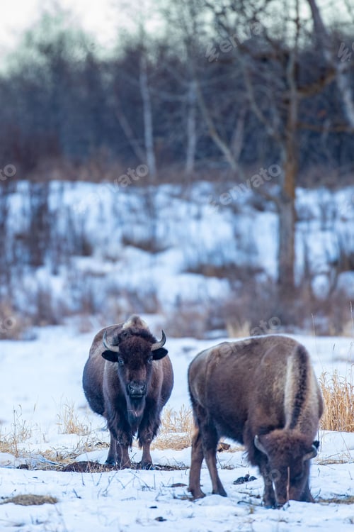 Preview: Bisons walking through a picturesque snowy field in a winter forest landscape