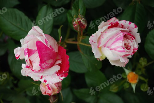 Preview: two white and pink roses on the side of the road