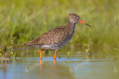 Preview: Common redshank Eurasian wader