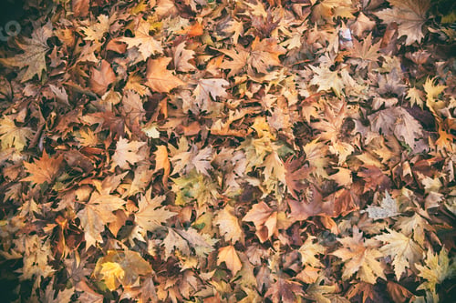 Preview: Dried maple leaves background