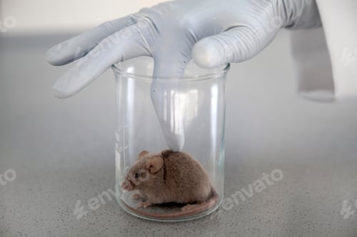Preview: Germany, Research laboratory, Young scientist activating mouse in laboratory glass