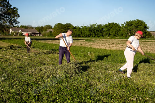 Preview: farmers work in the field with pitchforks and rakes, collecting hay on a sunny summer day
