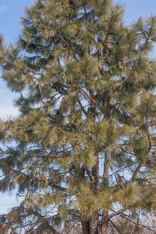 Preview: Ponderosa Pine (Pinus Ponderosa). Called Bull Pine, Blackjack Pine And Western Yellow Pine Also