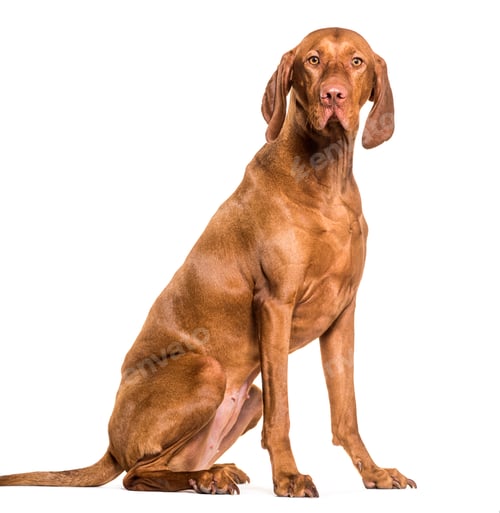 Preview: Vizsla dog, 1.5 years old, sitting against white background