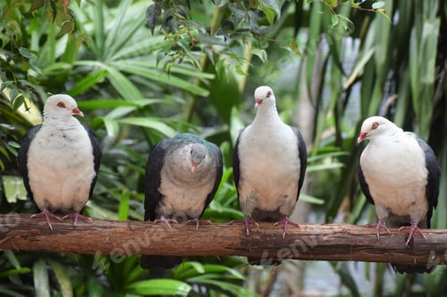 Preview: Closeup portrait of white doves with black wings perched on a branch of a tree