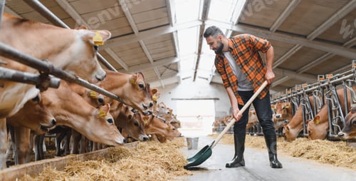 Preview: Farmer working in cowshed spreading hay for jersey cattle