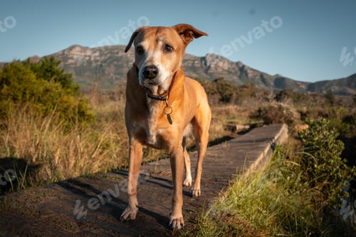 Preview: a brown dog standing on top of a street next to a mountain