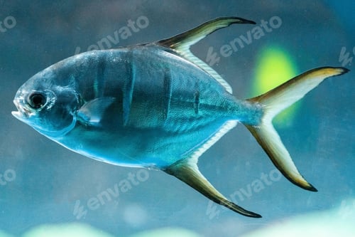 Preview: Trachinotus blochii or snubnose pompano. Pompanos are marine fishes in the genus Trachinotus