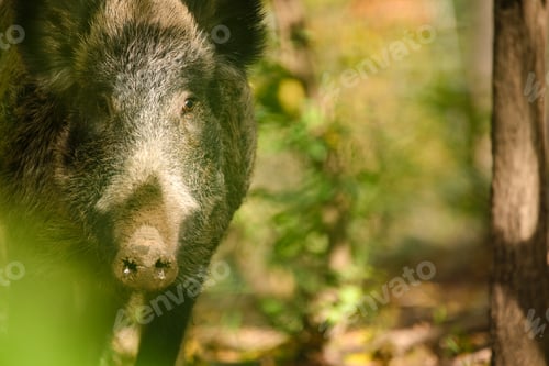 Preview: Wild boar - Sus Scrofa in woods