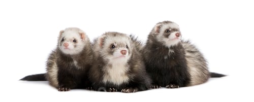 Preview: ferret - Mustela putorius furo