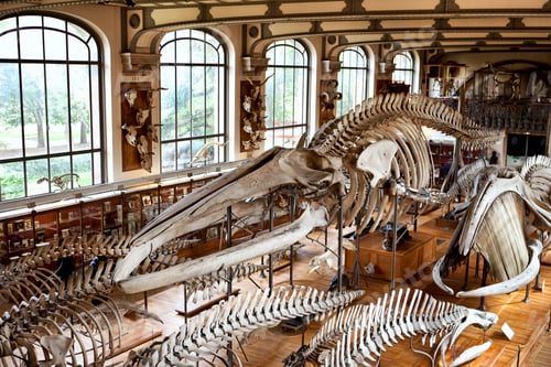 Preview: Ethnology Museum in Paris
