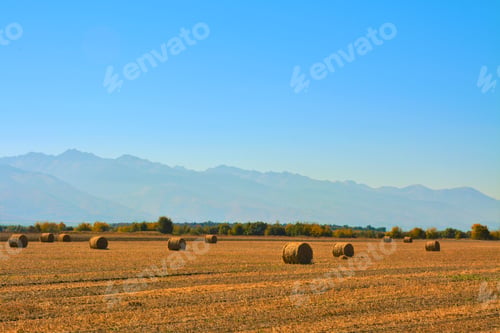 Preview: Closeup of the haystack rolls in the agricultural field
