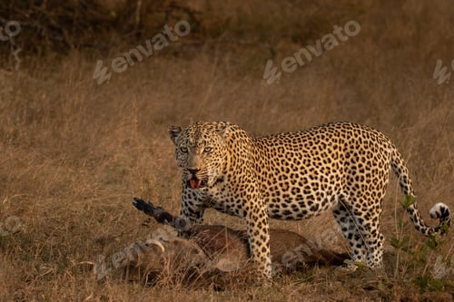 Preview: Leopard, Panthera pardus, male leopard standing over a warthog kill.