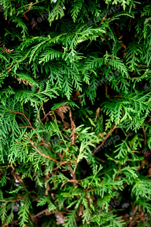 Preview: Green coniferous bush , thuja hedge texture close up.