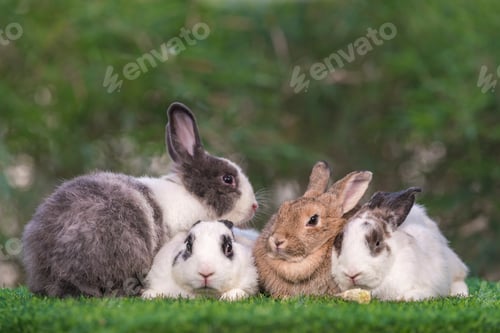 Preview: bunny Easter fluffy baby rabbit or new born rabbit.