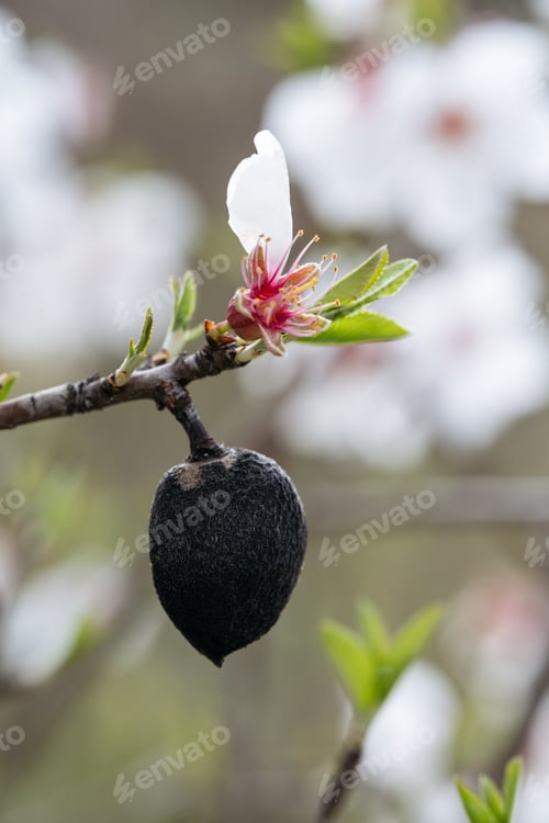 Preview: Almond Rebirth: Decay and Blossom.