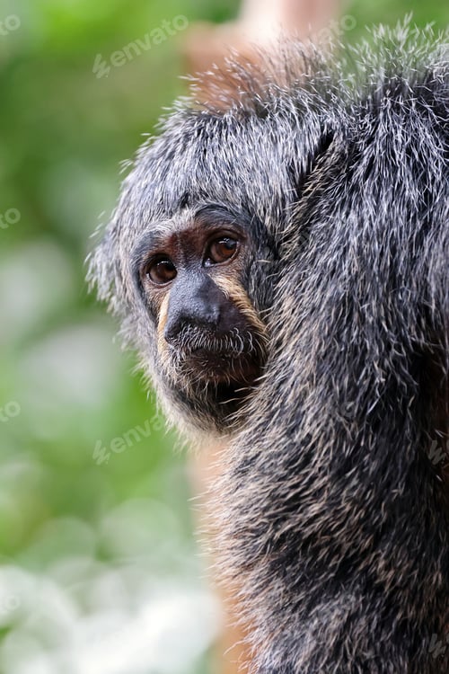 Preview: close up of a white faced saki female monkey on blurred background