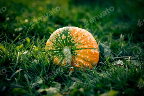 Preview: autumn decorative pumpkins. Thanksgiving or Halloween holiday harvest concept.