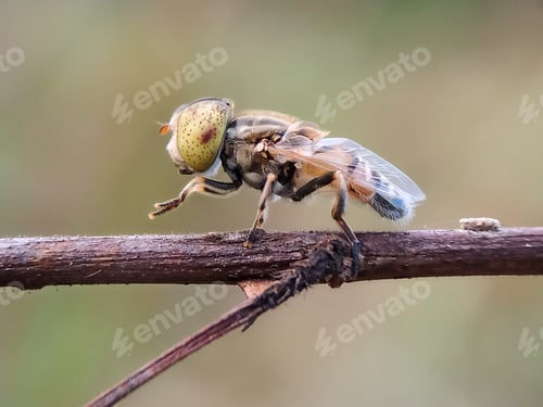 Preview: Insect