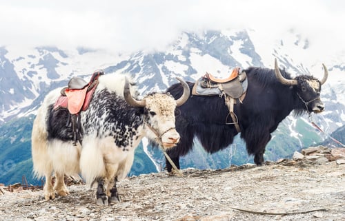 Preview: Yaks in the mountains