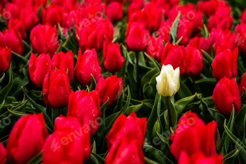 Preview: Colourful tulip fields, captured in The Netherlands during Spring season
