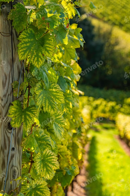 Preview: Styrian Tuscany Vineyard in autumn near South Styria, Rabenland