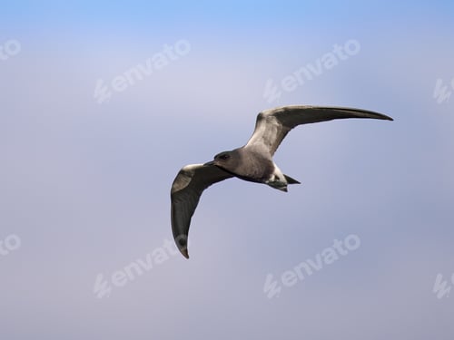 Preview: Black tern (Chlidonias niger)