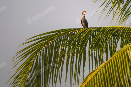 Preview: Bird in the backwaters near Alleppey, Alappuzha, Kerala, India