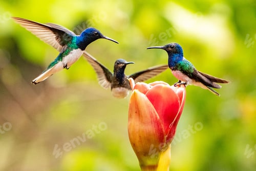 Preview: Hummingbird getting food from the flower with blurred background