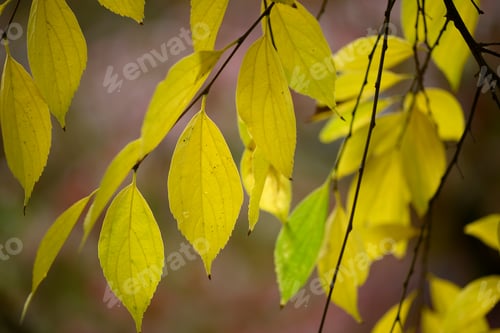 Preview: Vibrant leaves in Autumn Season on trees and carpeting the ground