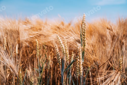 Preview: Fields of wheat at the end of summer fully ripe