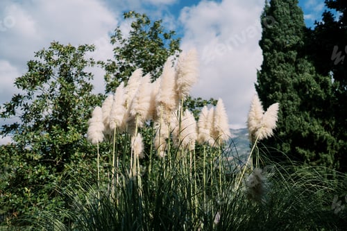 Preview: Large cortaderia bush grows in a green sunny park