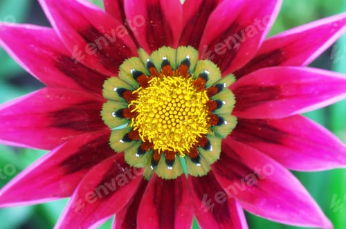Preview: Macro of flower