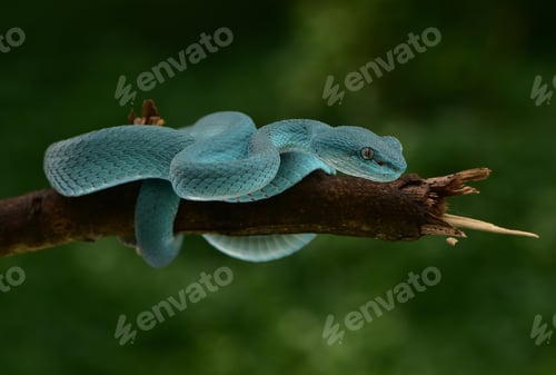 Preview: Close up of Trimeresurus insularis, Indonesian pit viper,