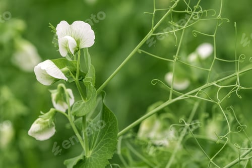 Preview: Green peas flower and vine in garden